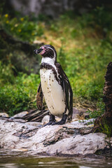 Fototapeta premium Humboldtpinguine