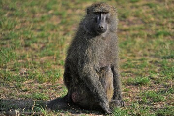 Baboon 18