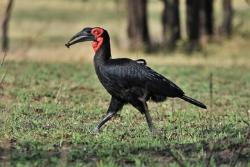 Bird 23