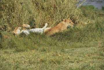 Lion 5