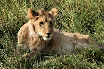 Lion 4