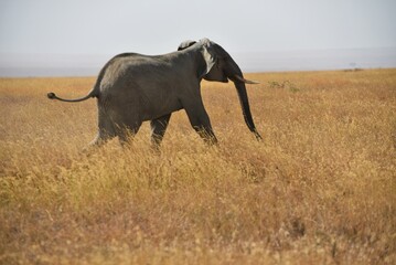 Fototapeta premium Running Elephant