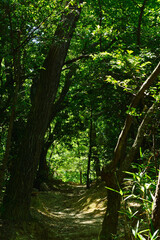 On a sunny day in early summer, the sun's rays pass through the leaves of the trees, creating a pattern of light and shadow on the ground.