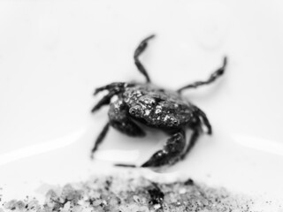 Small crab