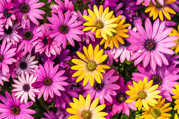 African Daisy Colour Mix, Osteospermum ecklonis, Asteraceae