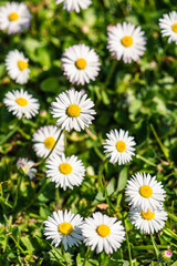 Common Daisy, Bellis perennis