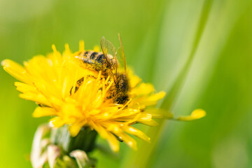 European Honey Bee or Western Honey Bee, Apis mellifera on flower