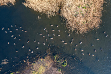 Top Down over Marshland and Canada Geese, Canada Goose, Branta Canadensis in habitat