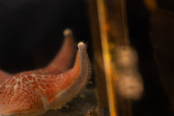 close up of a star fish