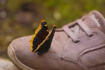 butterfly on  a shoe