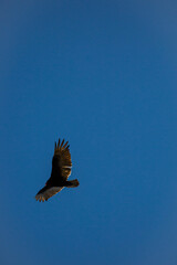 Turkey Vulture (Cathartes aura) flying in a blue sky with copy space