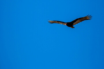 Turkey Vulture (Cathartes aura) flying in a blue sky with copy space