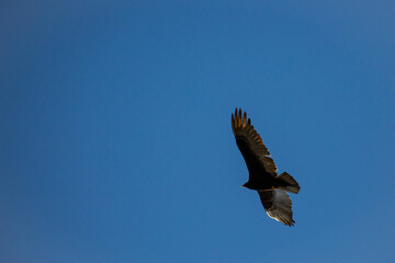 Fototapeta na wymiar Turkey Vulture (Cathartes aura) flying in a blue sky with copy space