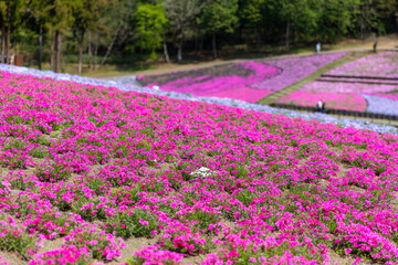 羊山公園の芝桜