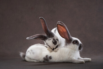 two cute rabbits on a brown background. holy easter, holiday, props