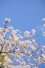 満開の桜を下から見上げる	