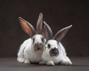two cute rabbits on a brown background. holy easter, holiday, props