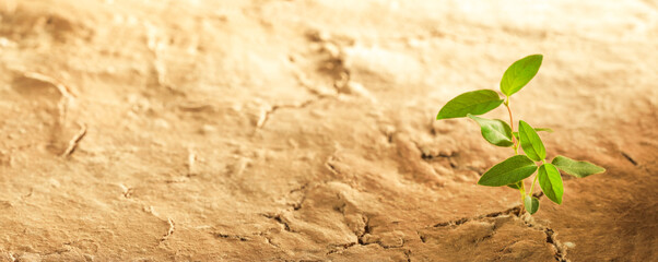 Dry desert soil with green plant seedling sprouting up from the desert. Concept displaying global...