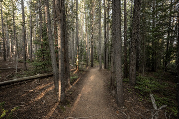 Wide Dirt Trail Through Pine Forest in Colorado