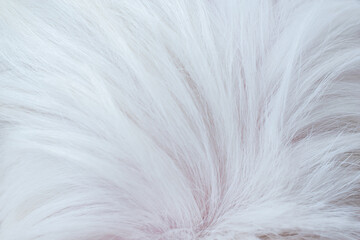 Fototapeta premium Abstract white dog fur background texture close-up