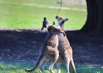 Two kangaroos are fighting or dancing on a green field