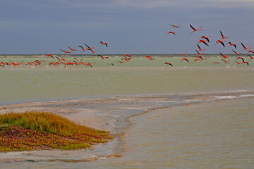 Lots of Pink flamingos in Las Coloradas, Yucatan, Mexico - obrazy, fototapety, plakaty