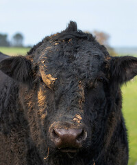 Portrait of a big black dirty bull close-up