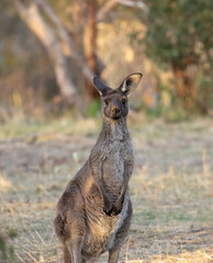 Funny cute young kangaroo on the background of the forest looks at you 