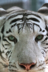 Portrait of a white tiger with green-blue eyes muzzle close-up