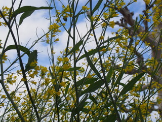 菜の花
