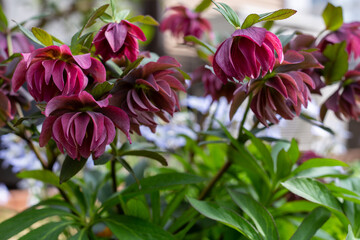 Beautiful hellebore blooming in the early spring garden.