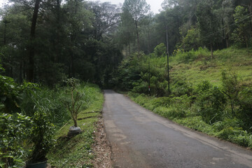 the empty road through the forest