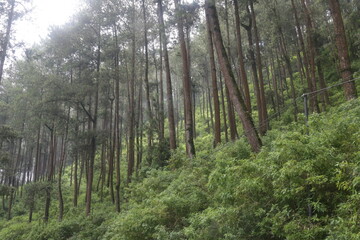 pines wood scenery