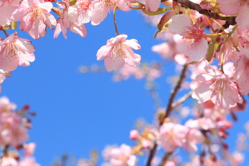 青空に映える桜