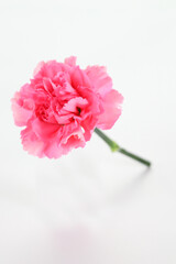 カーネーションの花一輪　ピンク色　母の日
One rose flower red Mother's Day