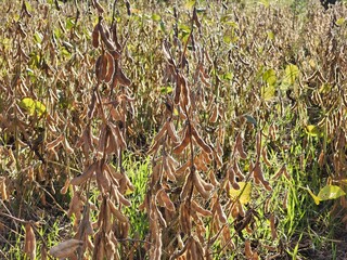 soja madura para colheita