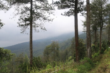 pine fores in the mountain