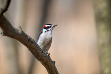 A downy woodpecker perched on a tree branch