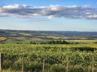 Fototapeta premium lavoura de soja