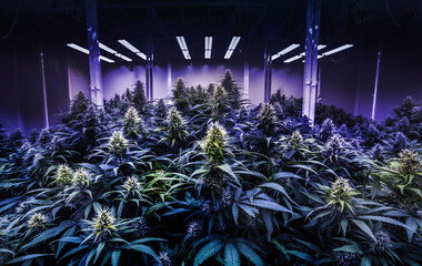 black light cannabis lab for THC in marijuana tree for alternative medicine - obrazy, fototapety, plakaty