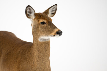 Close-up of a white-tailed deer on a background of snow