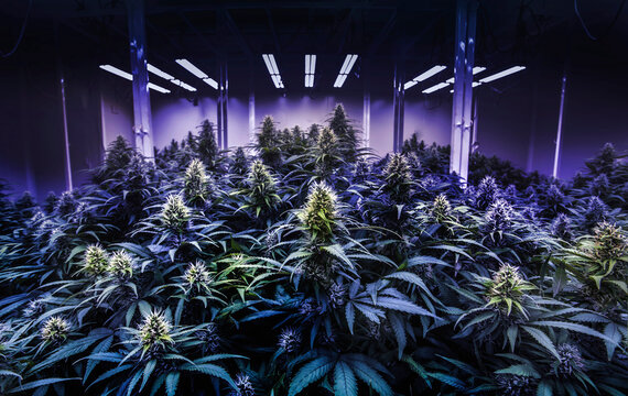 black light cannabis lab for THC in marijuana tree for alternative medicine