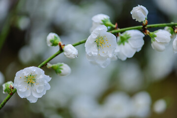 雨に濡れる白い花桃の花