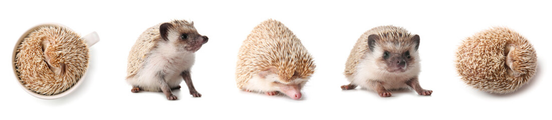 Set of cute hedgehog isolated on white © Pixel-Shot