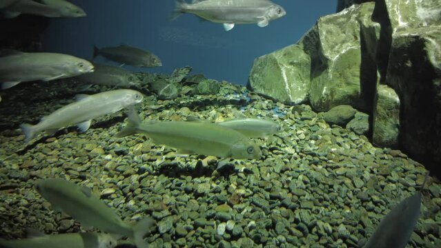 Baikal omul fish is swimming underwater. Fish living in lake Baikal in clear water, 4k