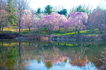 Fototapeta na wymiar Cherry blossom trees, also called sakura, surrounding the lake at Holmdel Park, New Jersey, in early springtime -13