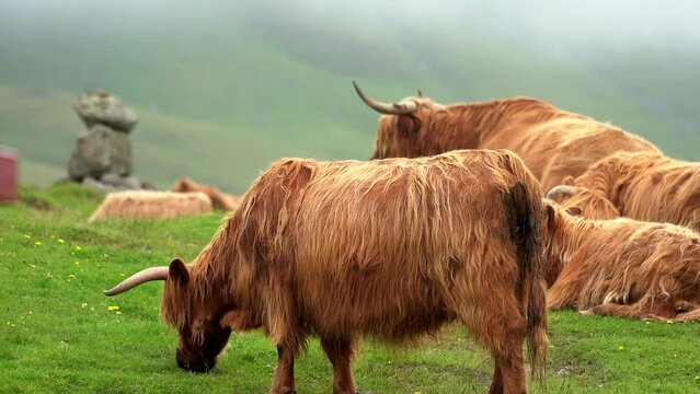 Beautiful closeup view of the hairy cows and hairy bulls in the green fields of the Faroe Islands