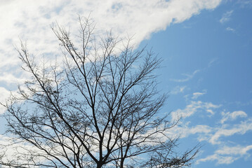 Fototapeta na wymiar Dried tree with blue sky and clouds