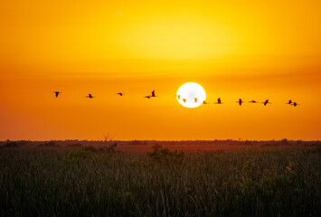 Birds flying in a long line across the photo silhouetted against a setting sun
