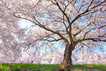 cherry blossom in spring